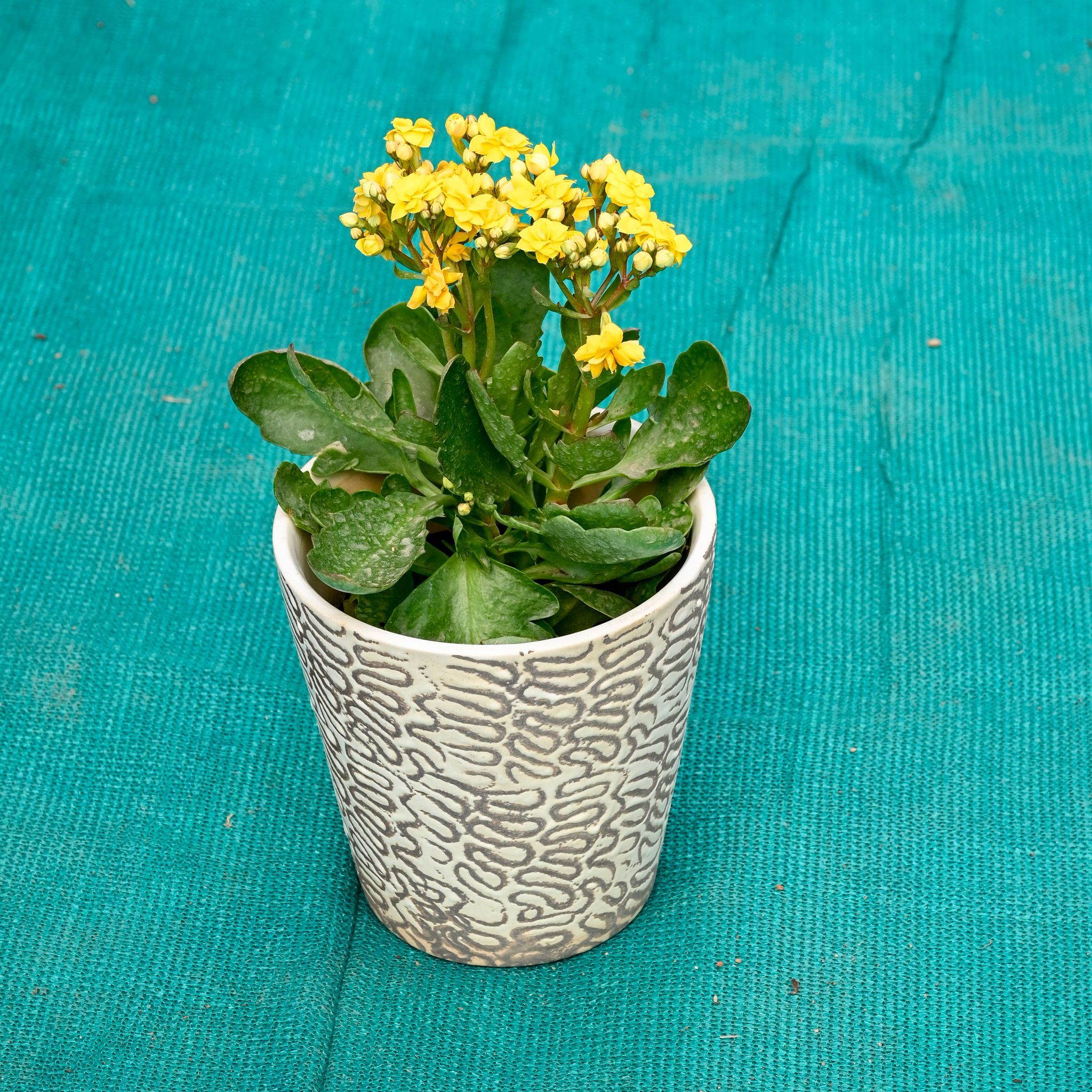 Kalanchoe (Any Colour) in 5 Inch Textured Cup Style Ceramic Pot (Any Colour)