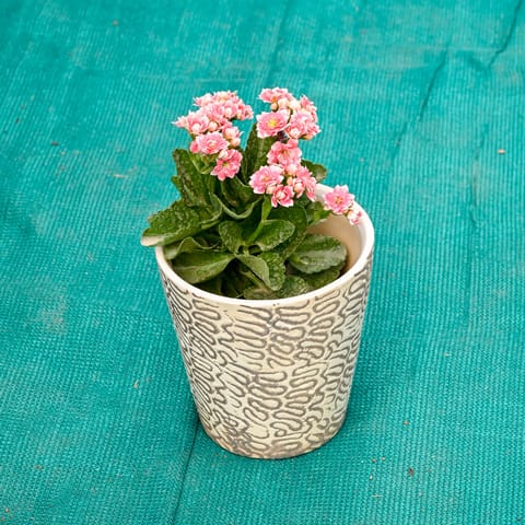 Kalanchoe (Any Colour) in 7 Inch Live Plant Textured Cup Style Ceramic Pot (Any Colour)