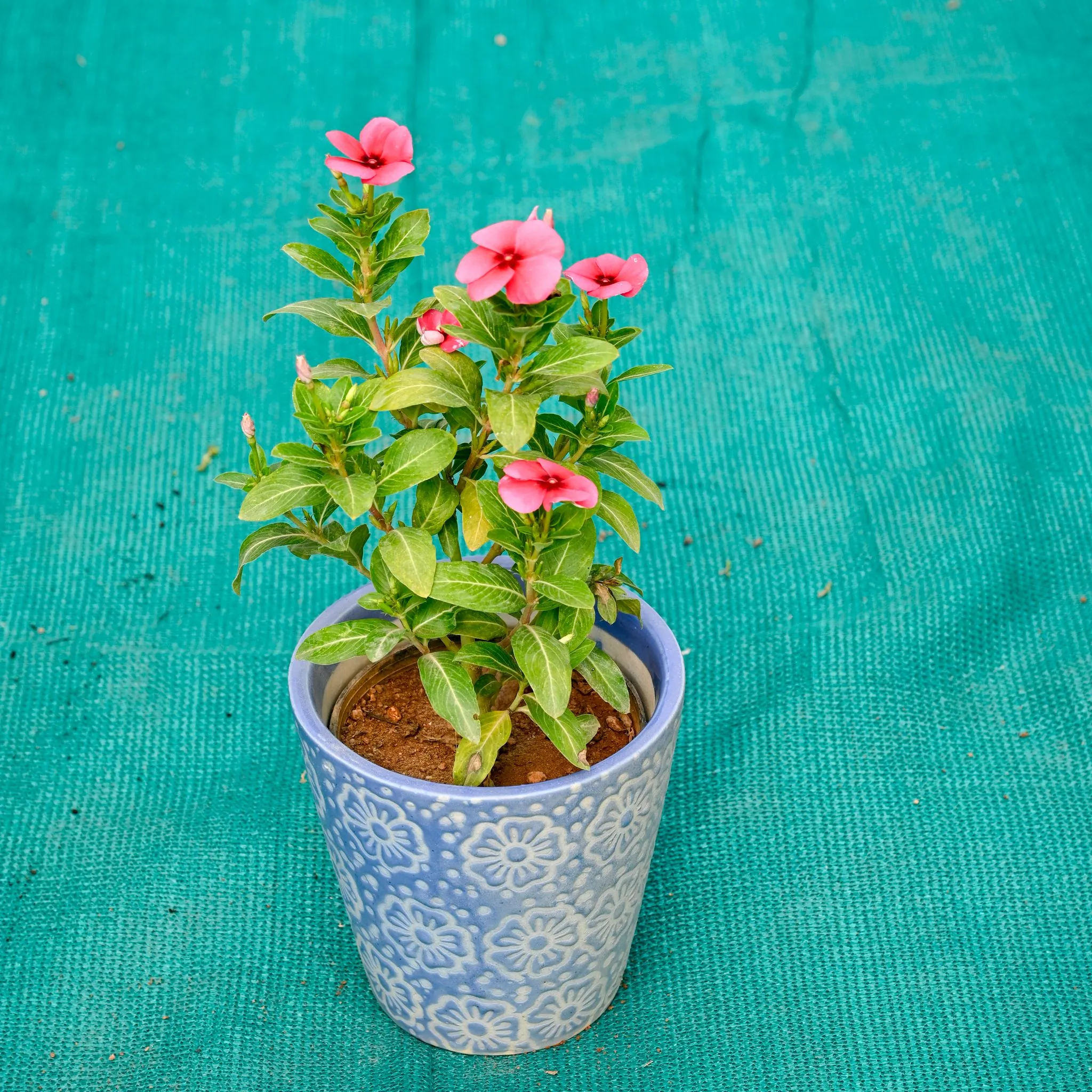 Periwinkle / Sadabahar / Vinca (Any Colour) in 5 Inch Sky Bloom Cup Style Ceramic Pot (Any Colour)