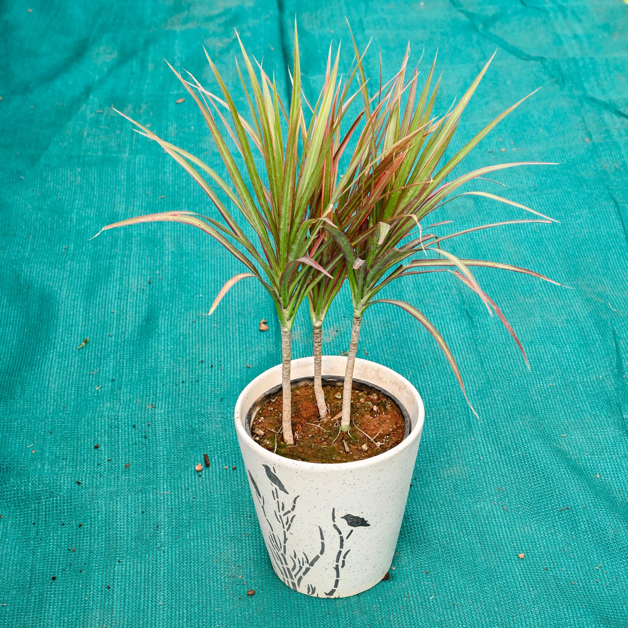 Dracaena Marginata / Colorama in 7 Inch Wild Bloom Cup Style Ceramic Pot (Any Colour)