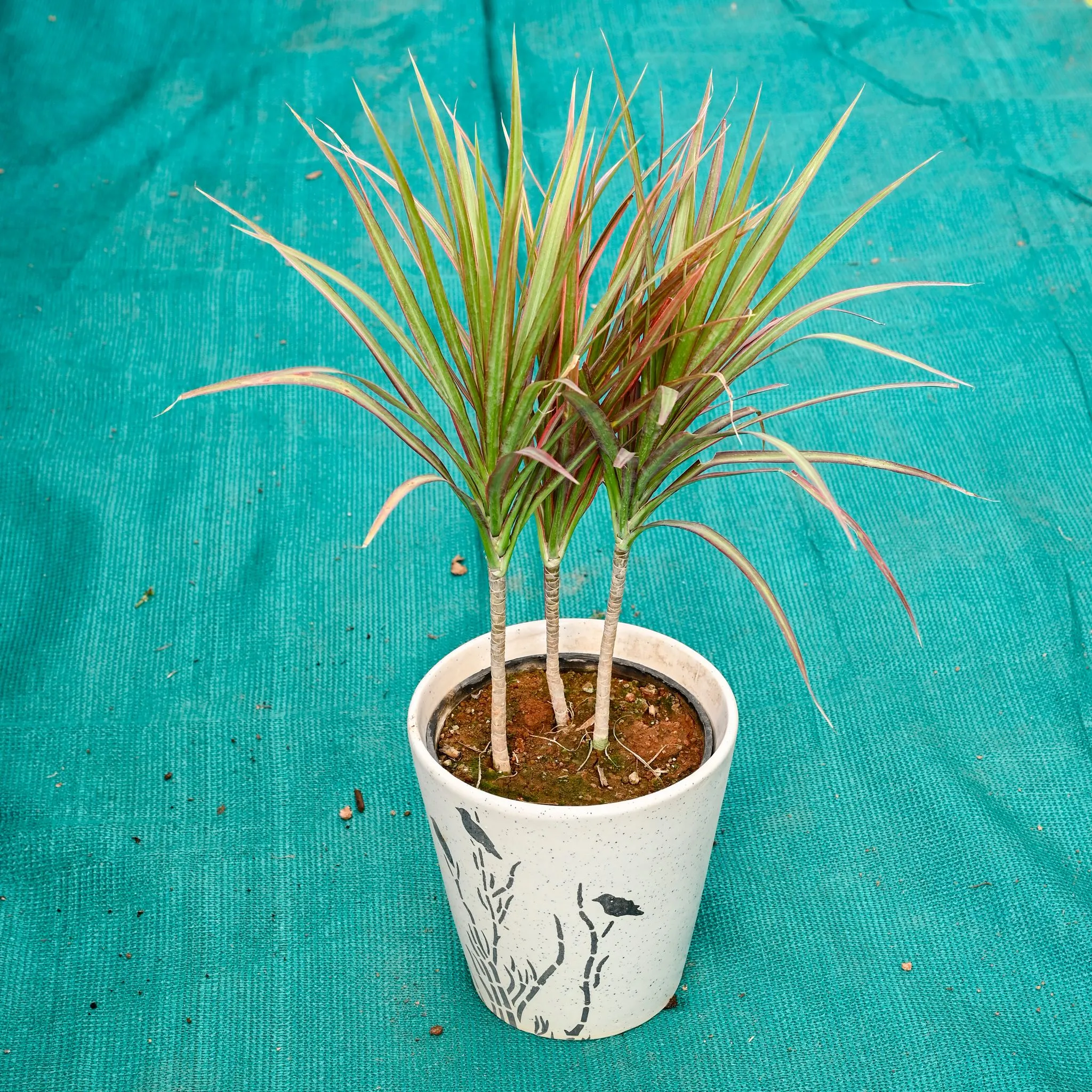 Dracaena Marginata / Colorama in 7 Inch Wild Bloom Cup Style Ceramic Pot (Any Colour)