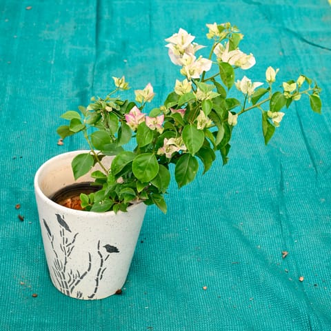 Bougainvillea Multicolour in 7 Inch Wild Bloom Cup Style Ceramic Pot (Any Colour)