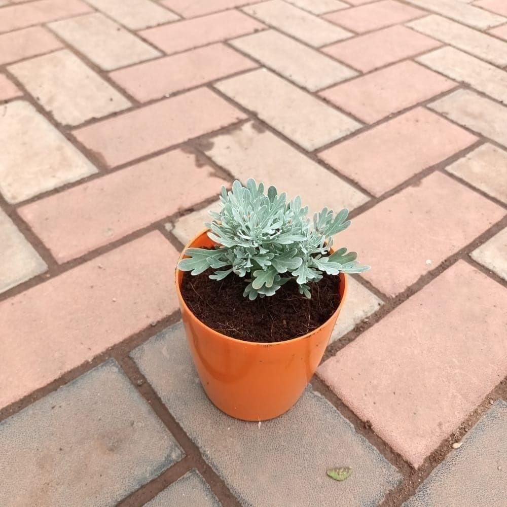 Lavender in 5 Inch Elegant Plastic Pot (colour may vary)