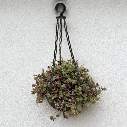 Turtle Vine Black in 7 Inch Black Hanging Basket