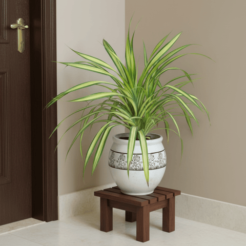 Pandanus / Screwpine in 9 Inch Matki Designer Ceramic Pot (any colour) (any design)