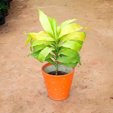 Dracaena Limelight in 8 Inch Live Fresh Plant Balti Ceramic Pot (any colour) (any design) in Kurla