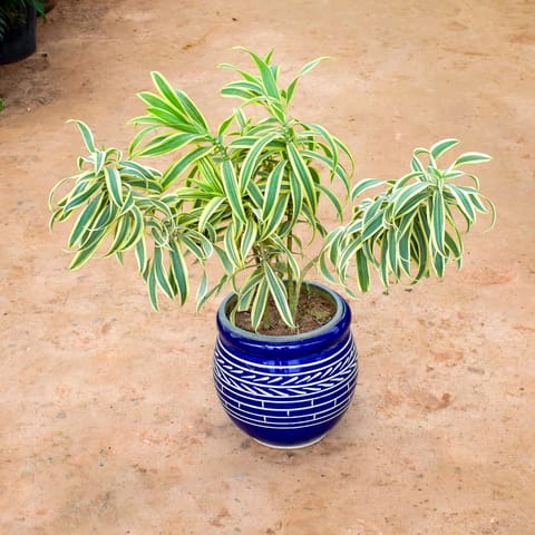Song of India in 12 Inch Matki Designer Ceramic Pot (any colour) (any design)