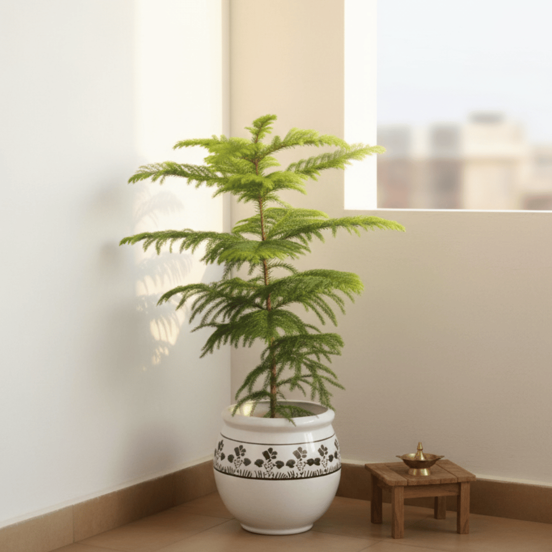 Araucaria / Christmas Tree (~ 1.5-2 ft) in 8 Inch Matka Ceramic Pot (Any Design, Colour)