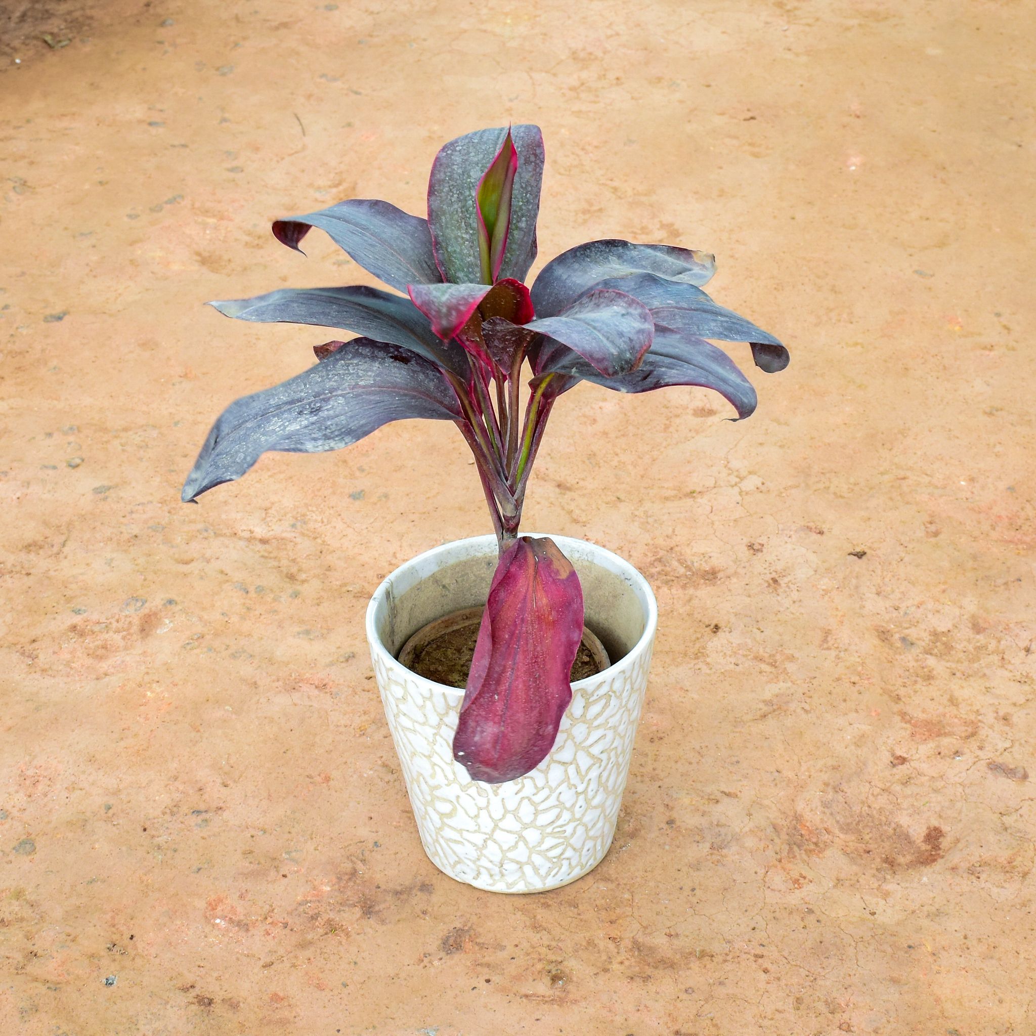 Dracaena Rosea in 8 Inch Balti Ceramic Pot (any colour) (any design)