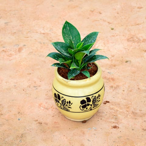 Philodendron Birkin in 6 Inch Matki Designer Ceramic Pot (any colour) (any design)