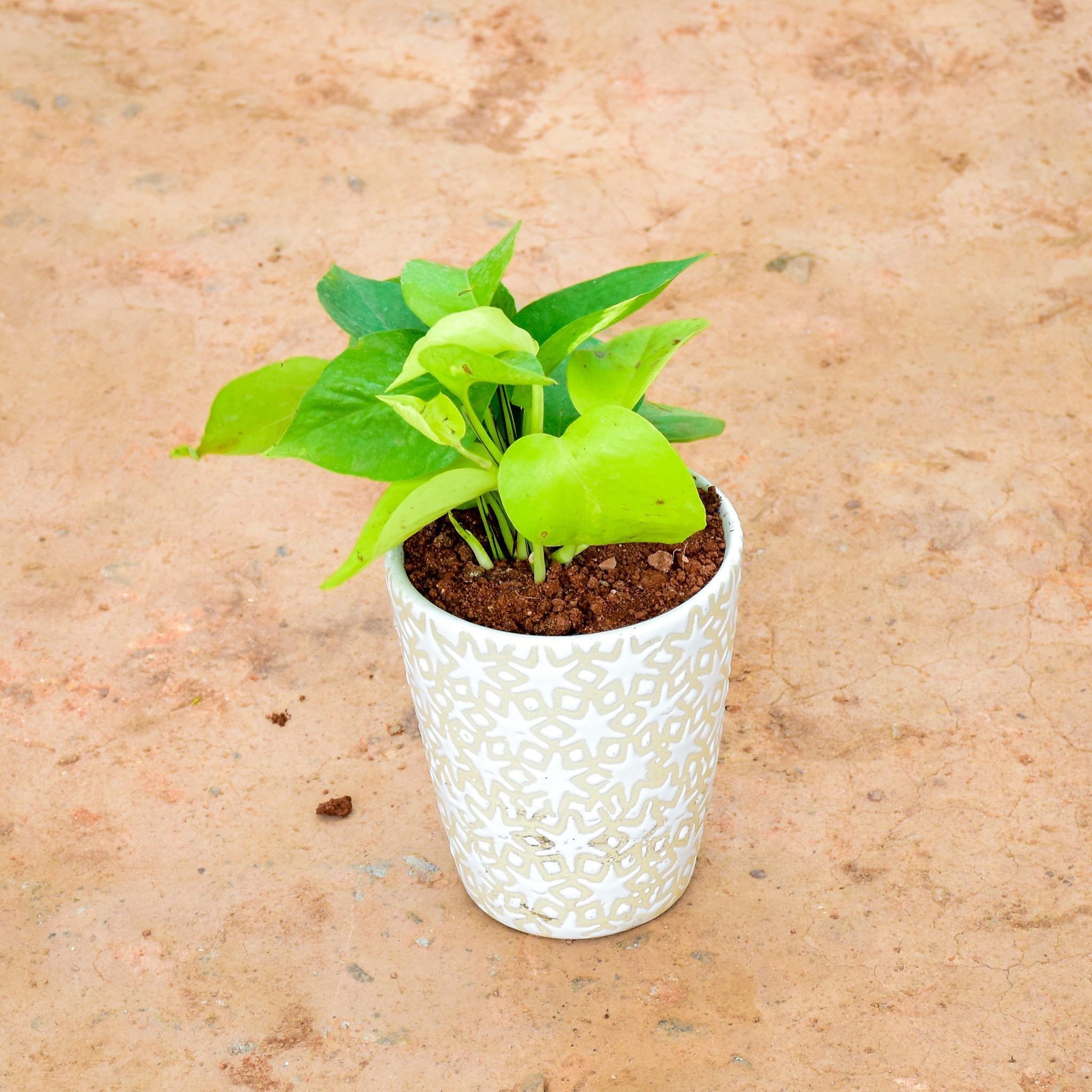 Money Plant Golden in 6 Inch Balti Ceramic Pot (any colour) (any design)