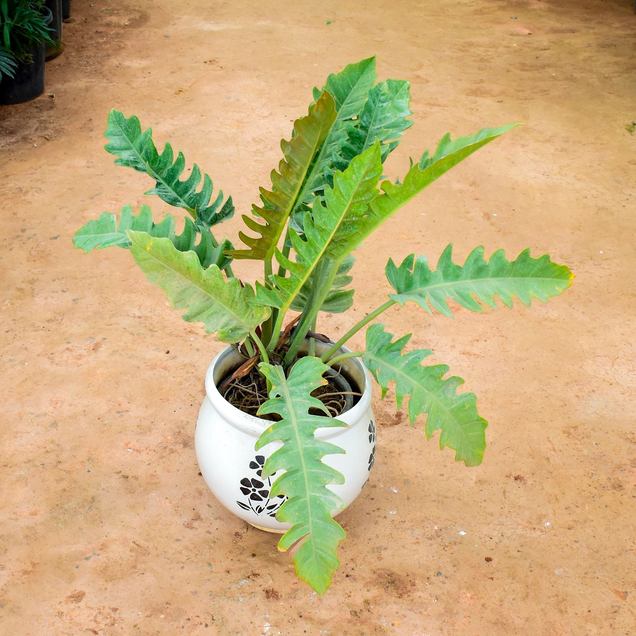 Fern Green in 12 Inch Matki Designer Ceramic Pot (any colour) (any design)