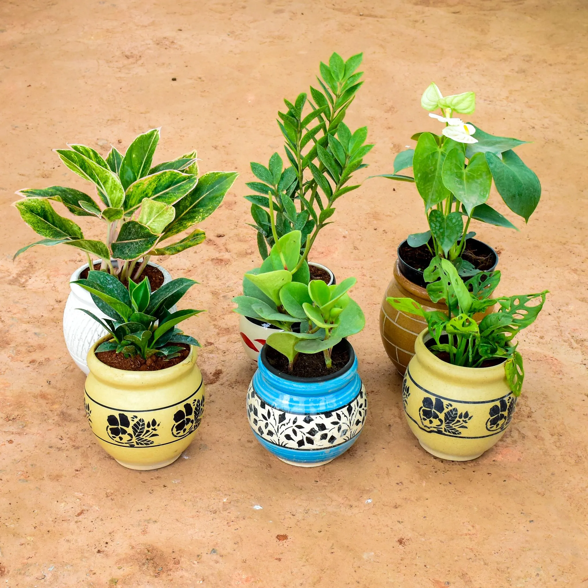 The Luxe Indoor Air Purifiers Set - Set of 6 - Philodendron Birkin, Peperomia Green, Monstera Broken Heart, Anthurium, ZZ Green & Aglaonema Variegated in 6 Inch Matki Designer Ceramic Pot (any colour) (any design)