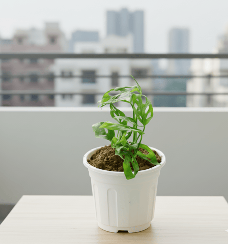 Monstera Broken Heart in 6 Inch Super White Nursery Pot