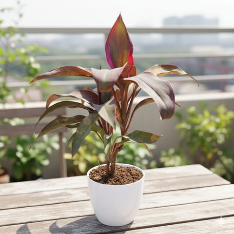 Dracaena Rosea in 4 Inch White Premium Orchid Round Plastic Pot