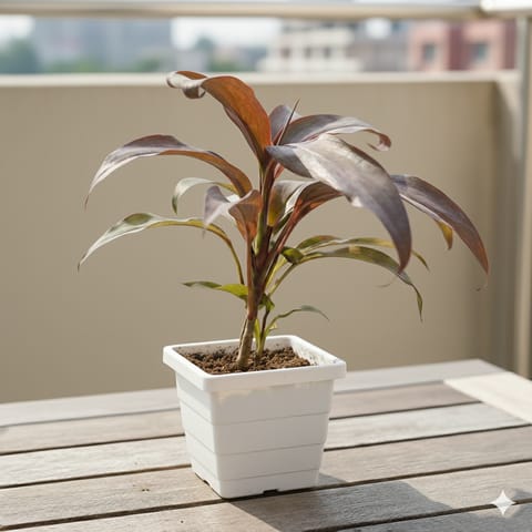 Dracaena Rosea in 4 Inch White Marble Premium Orchid Square Plastic Pot