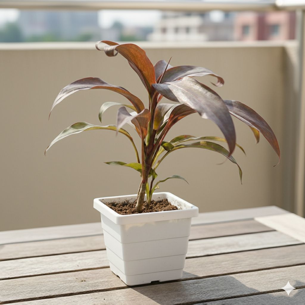 Dracaena Rosea in 4 Inch White Marble Premium Orchid Square Plastic Pot