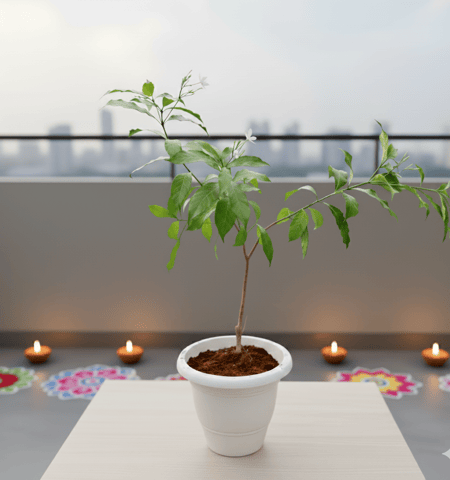 Chandni / Jasmine in 10 Inch White Classy Plastic Pot