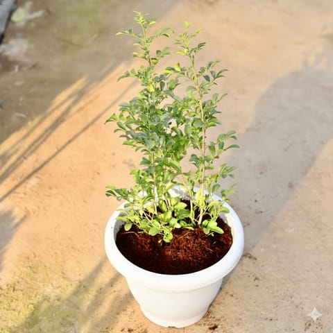 Madhu Kamini in 10 Inch Classy White Plastic Pot