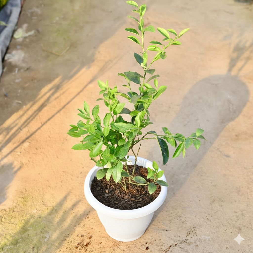 Nimbu / Lemon Plant in 10 Inch Classy White Plastic Pot