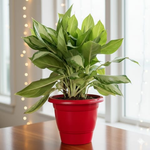 Aglaonema Mother in 12 Inch Classy Red Plastic Pot