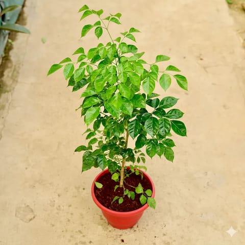 China Doll / Radermachera in 10 Inch Red Classy Plastic Pot