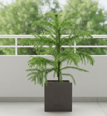 Araucaria / Christmas Tree (3-4 Ft) in 8 X 8 Inch Grey Premium Kyvos Fiberglass Planter