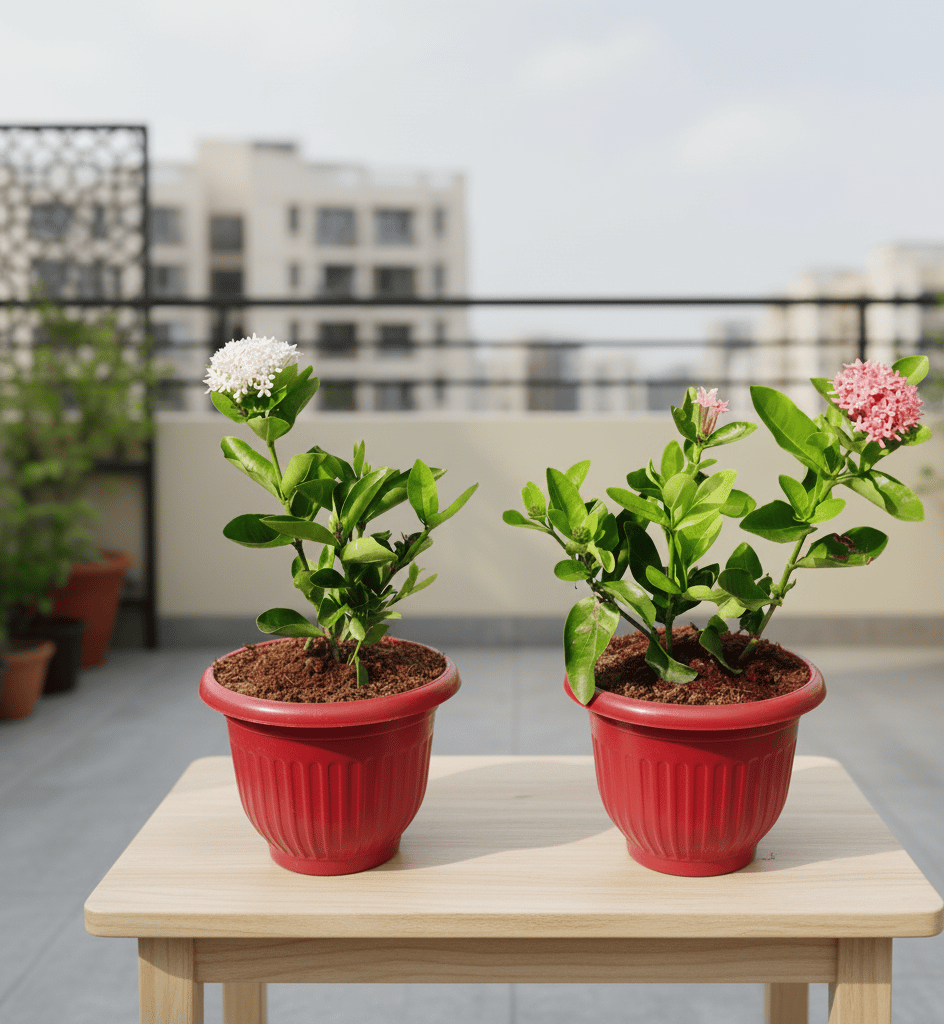 Set of 2 - Ixora (Any Colour) in 8 Inch Terracotta Red Olive Plastic Pot