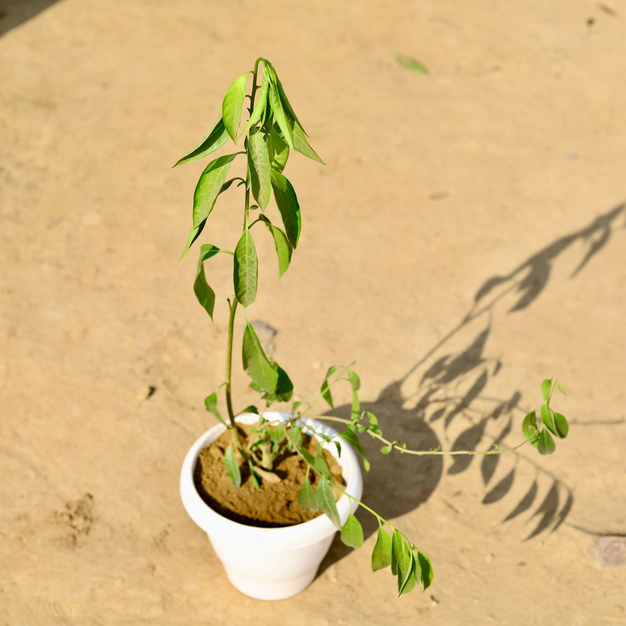 Raat ki Rani / Night Blooming Jasmine in 8 Inch Classy White Plastic Pot