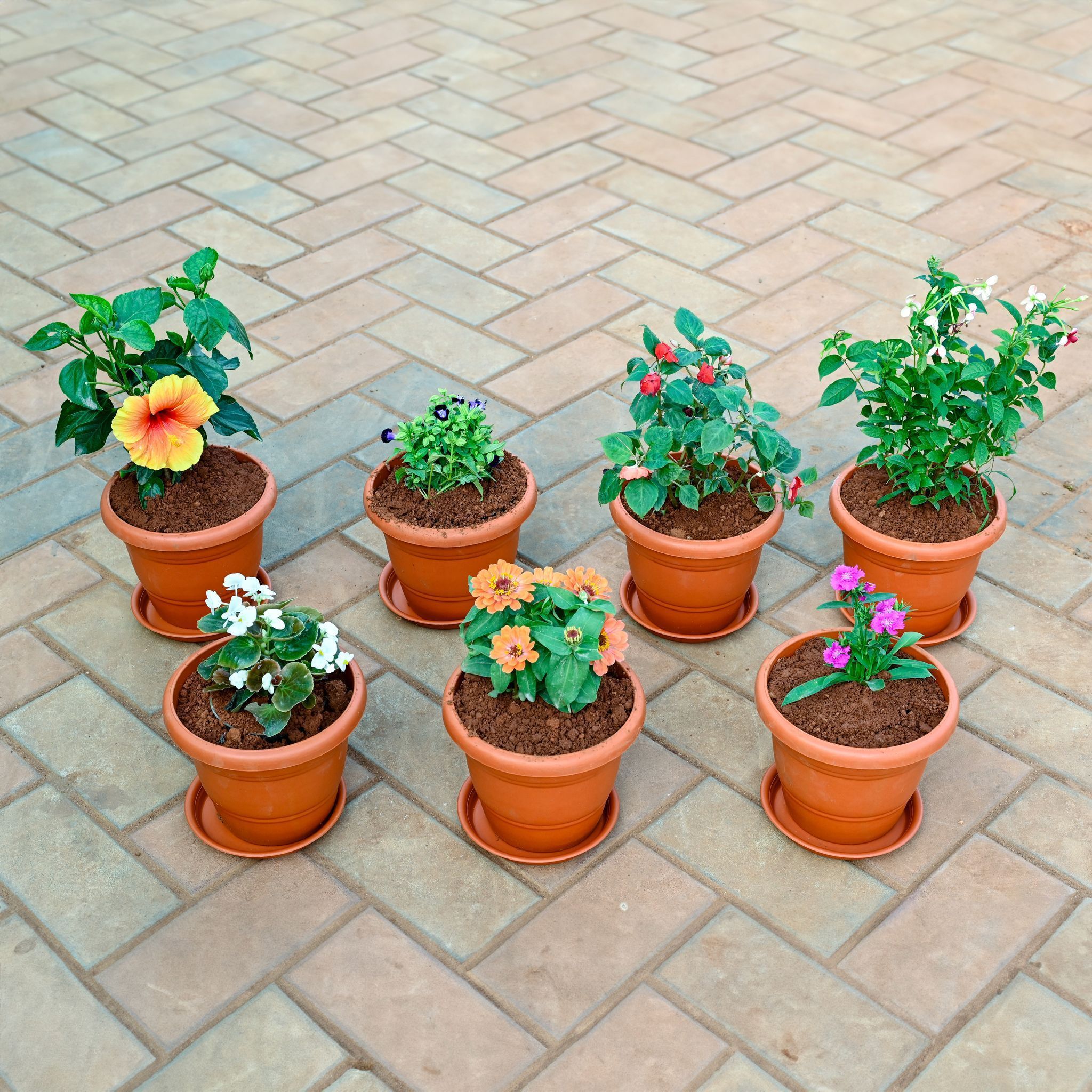 Set of 7 - Dianthus , Zinnia, Begonia,Torenia / Wishbone, Madhu Malti / Rangoon Creeper, Salvia & Hibiscus / Gudhal (any colour)  in 8 Inch Terracotta Red Classy Plastic Pot with tray