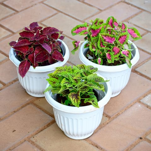Set of 3 - Coleus (Red, Pink & Green) (any design) in 7 Inch 7 Inch White Olive Plastic Pot