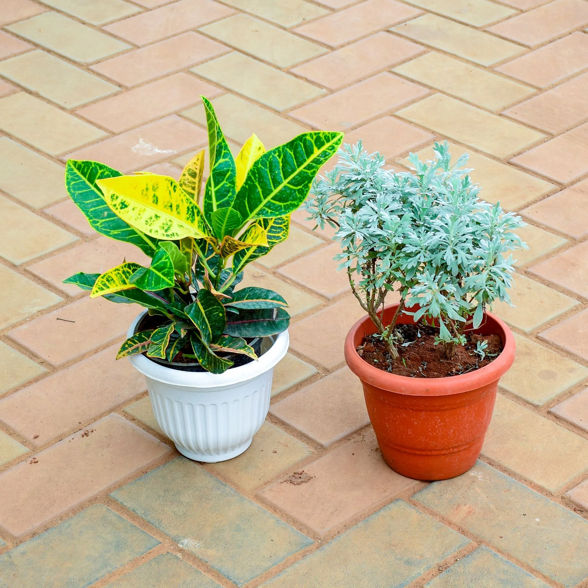 Set of 2 - Croton Petra Lavender in 7 Inch Olive Plastic Pot (Any Colour)