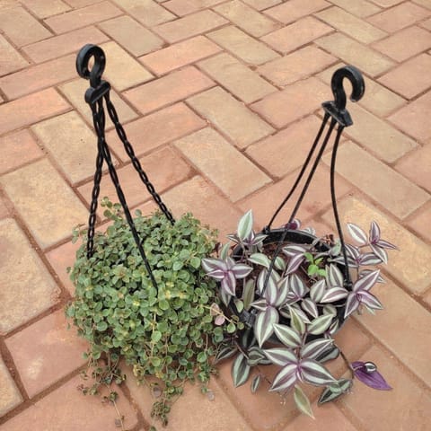 Set Of 2 - Hanging Combo (Dichondra Green & Wandering Jaw) in 5 Inch Hanging Basket