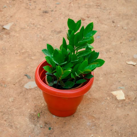 Zz Green in 8 Inch Terracotta Red Classy Plastic Pot
