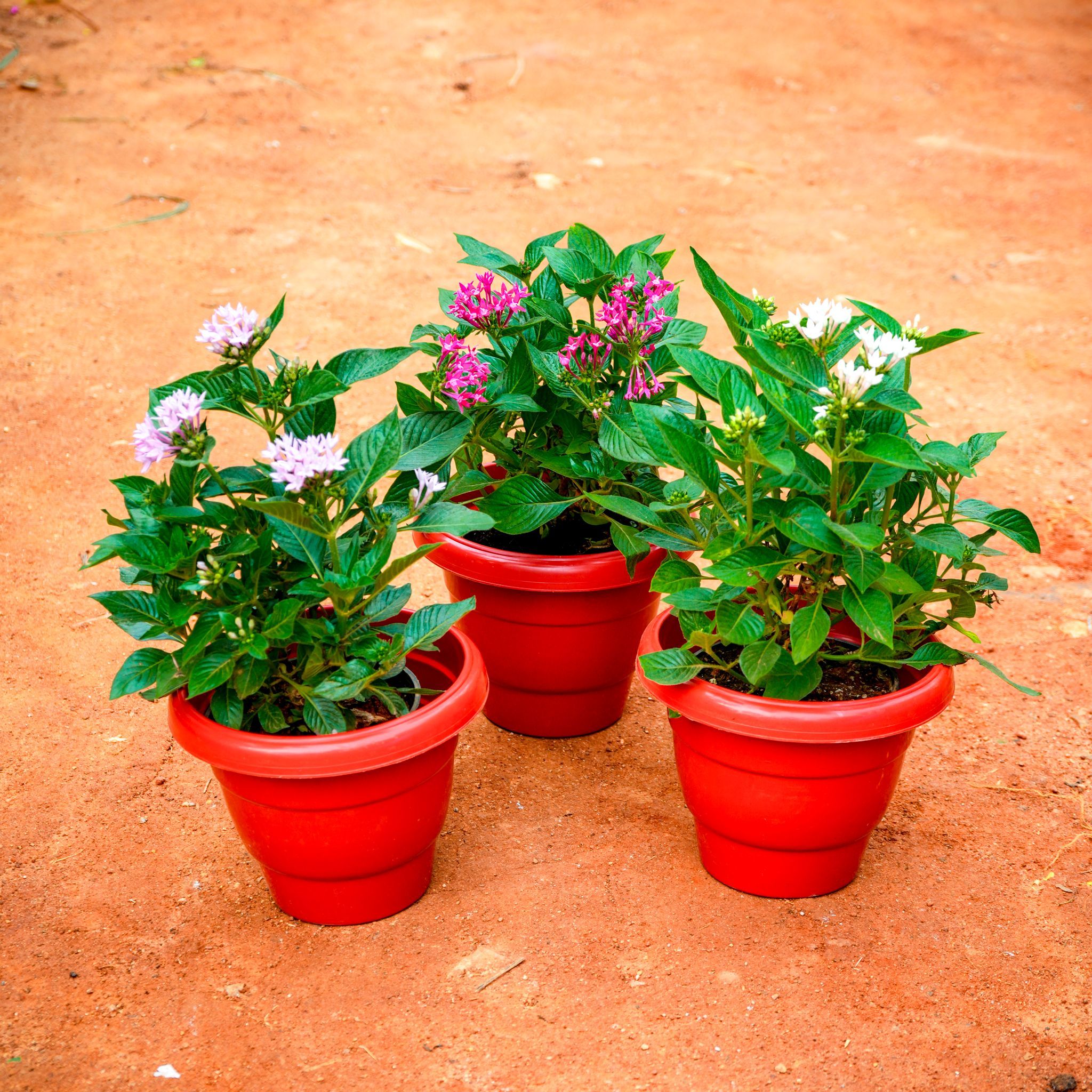 Set of 3 - Pentas (any colour) in 8 Inch Terracotta Red Classy Plastic Pot