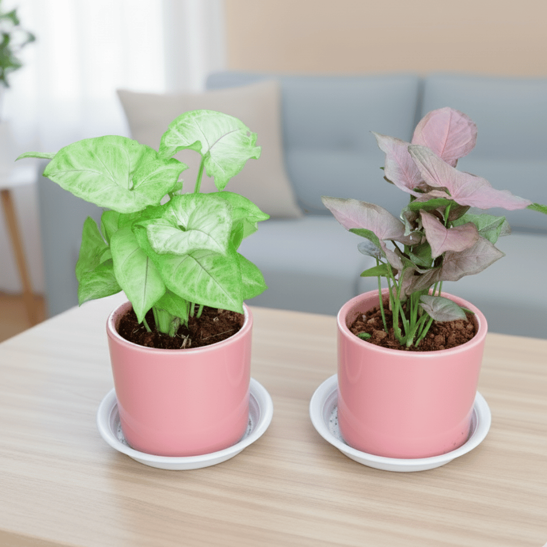Set of 2 - Syngonium (Pink & Green) in 4 Inch Classy Cylindrical Ceramic Pot with Tray (any colour)