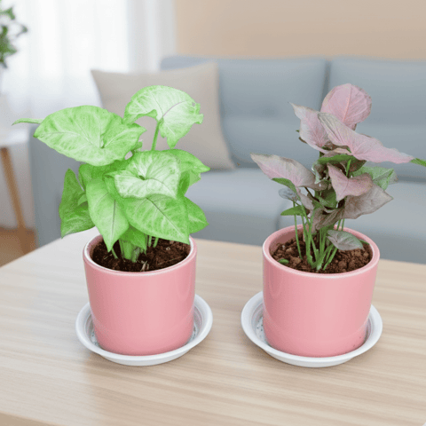 Set of 2 - Syngonium (Pink & Green) in 4 Inch Classy Cylindrical Ceramic Pot with Tray (any colour)