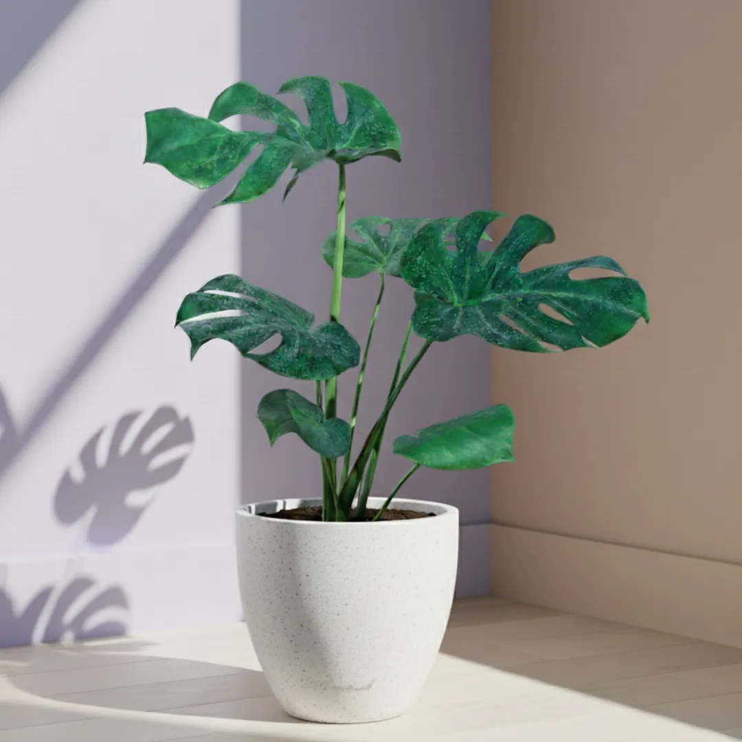 Monstera Deliciosa (~ 2 Ft) in 10 X 10 Inch White Premium Convessa Fiberglass Planter