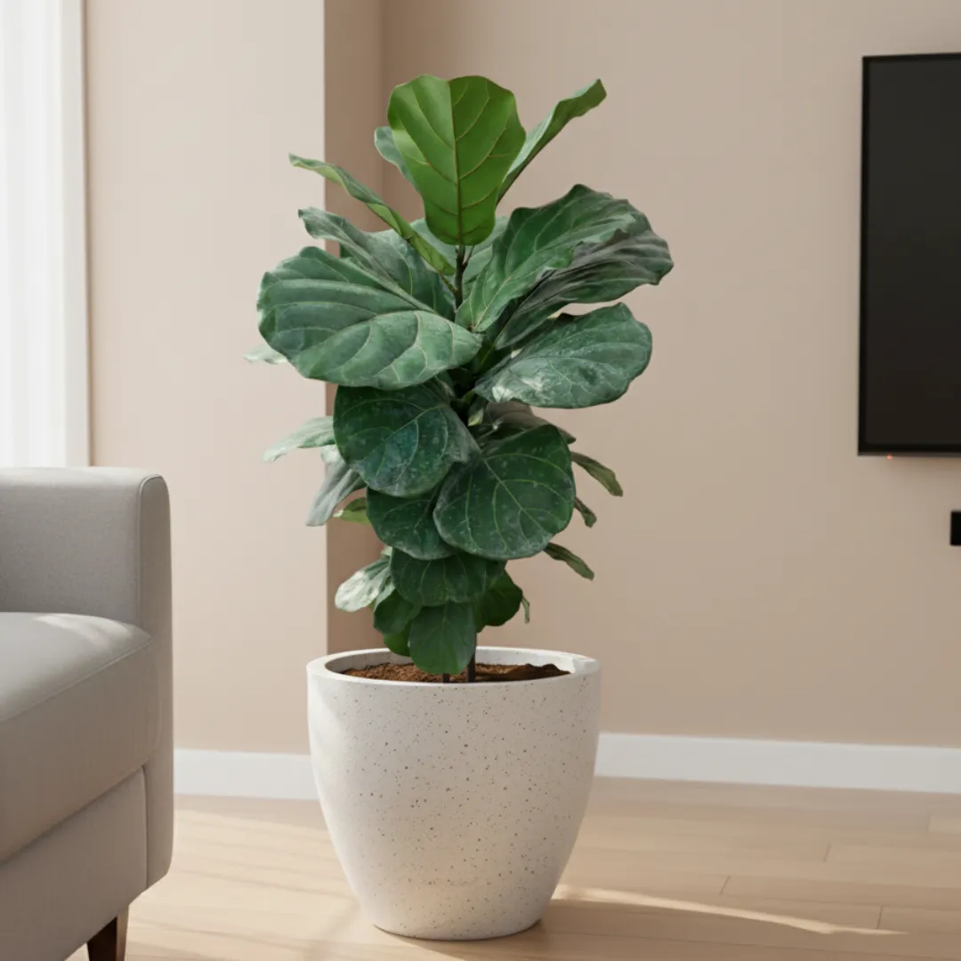 Fiddle Leaf Fig / Ficus Lyrata (~ 2 Ft) 10 X 10 Inch White Premium Convessa Fiberglass Planter