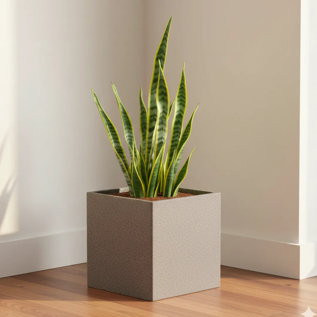 Snake Green Long  (~ 2 Ft) in 8 X 8 Inch Grey Premium Kyvos Fiberglass Planter