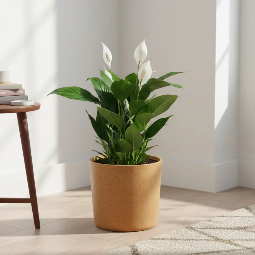 Peace Lily White (~ 2 Ft) in 11 X 11 Inch Sandstone Premium Dochieo Fiberglass Planter