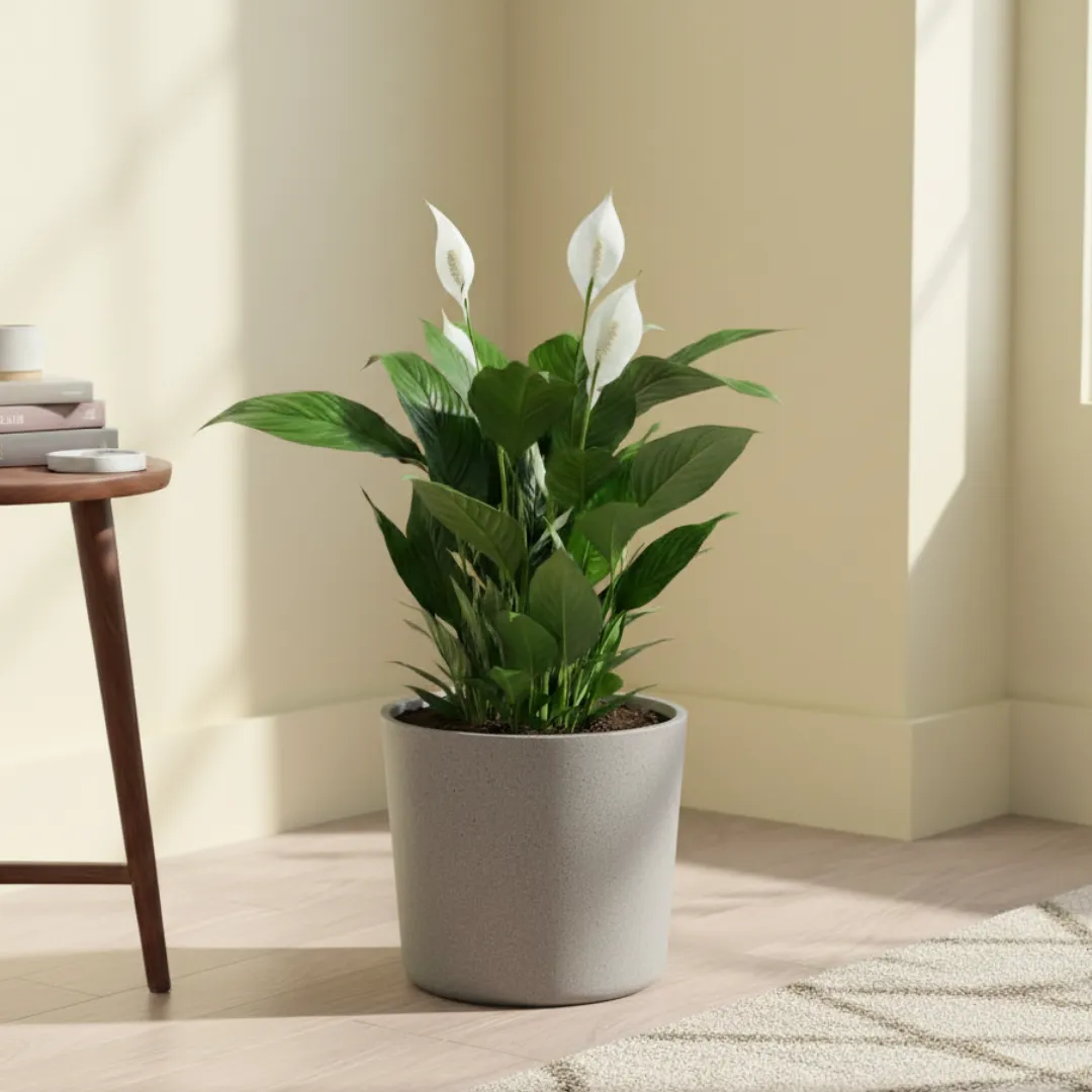 Peace Lily White (~ 2 Ft) in 11 X 11 Inch Grey Premium Dochieo Fiberglass Planter