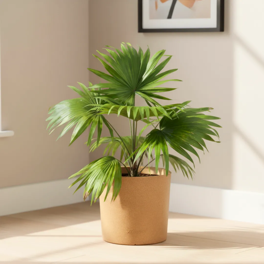 China Palm / Fan Palm (~ 2 Ft) in 11 X 11 Inch Sandstone Premium Dochieo Fiberglass Planter