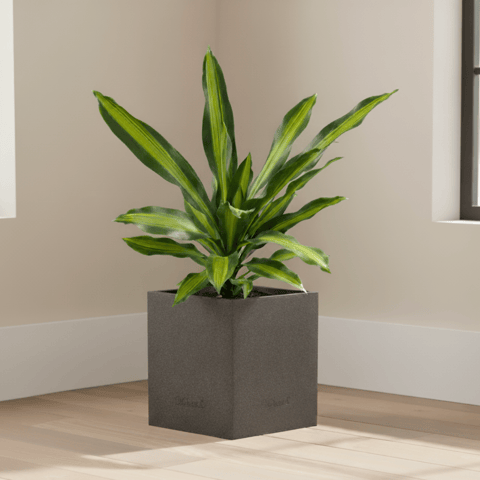 Aglaonema Butterfly in 8 X 8 Inch Live Plant Grey Premium Kyvos Fiberglass Planter