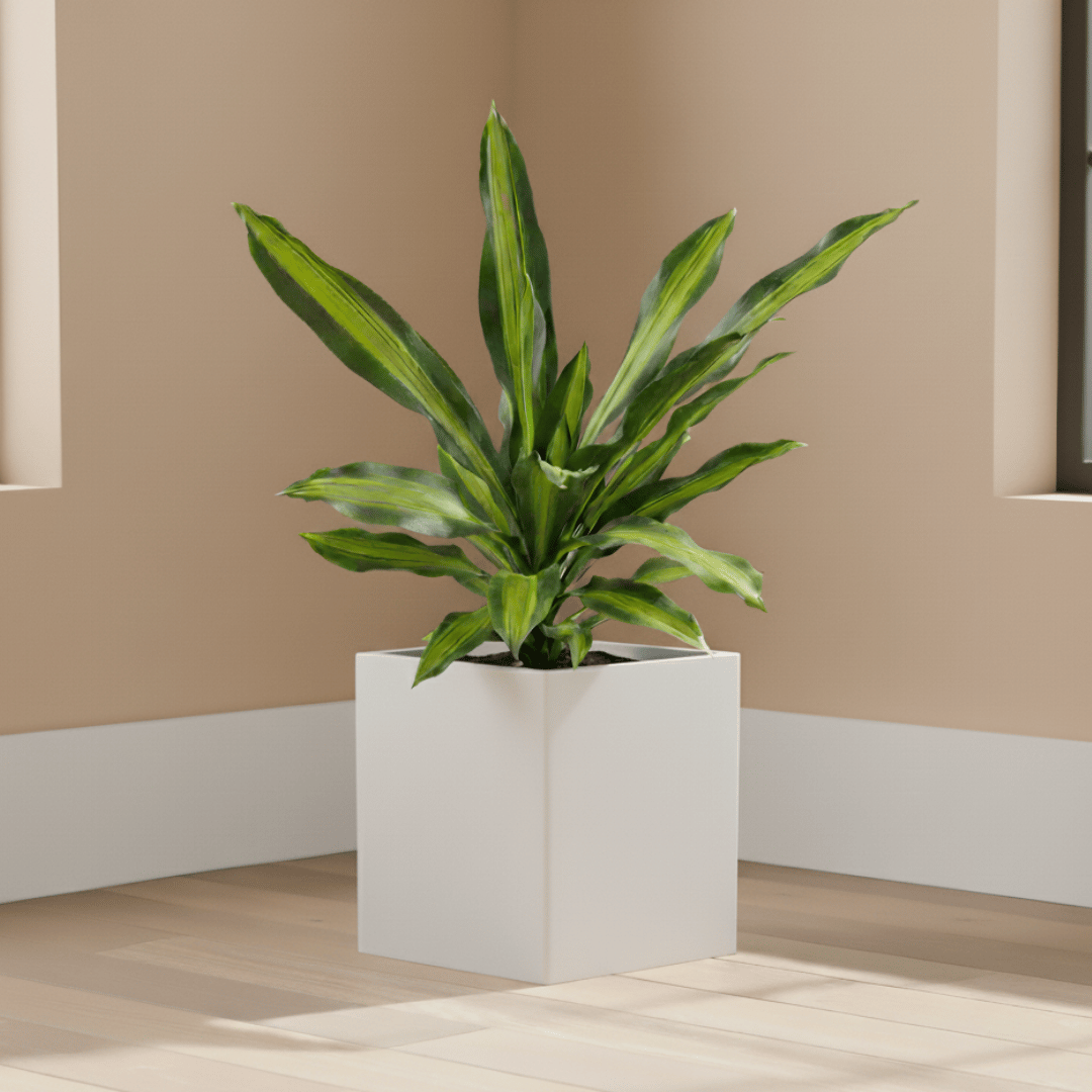Dracaena Victoria  in 8 X 8 Inch White Premium Kyvos Fiberglass Planter - Durable large size decoratiive fiber pot for indoor outdoor plants with 5 year warranty