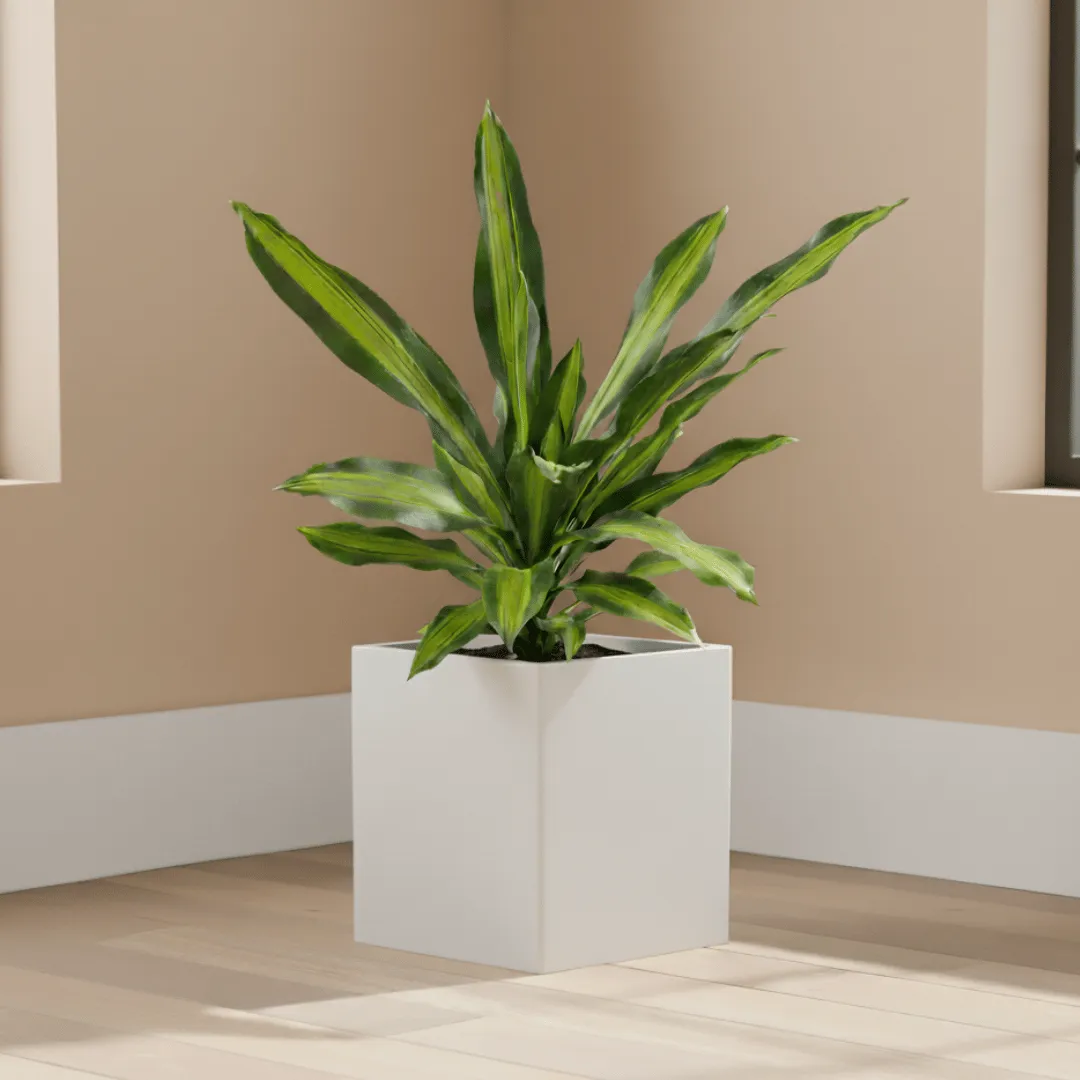 Dracaena Victoria in 8 X 8 Inch White Premium Kyvos Fiberglass Planter - Durable large size decoratiive fiber pot for indoor outdoor plants with 5 year warranty