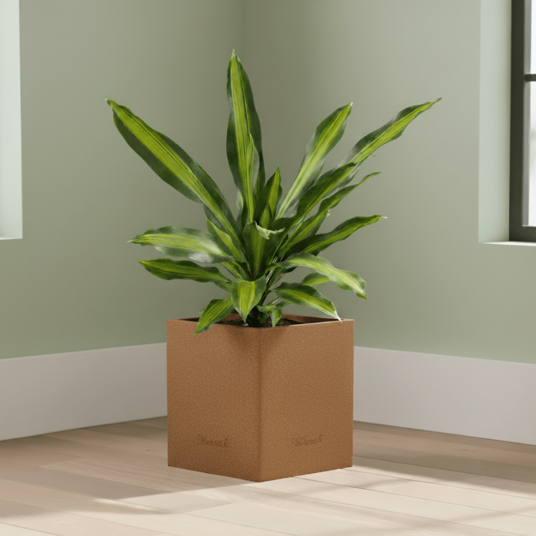 Dracaena Victoria Long Leaf in 8 X 8 Inch Sandstone Premium Kyvos Fiberglass Planter
