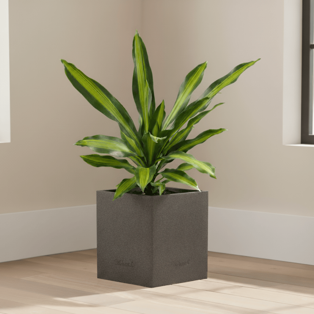 Dracaena Victoria Long Leaf in 8 X 8 Inch Grey Premium Kyvos Fiberglass Planter