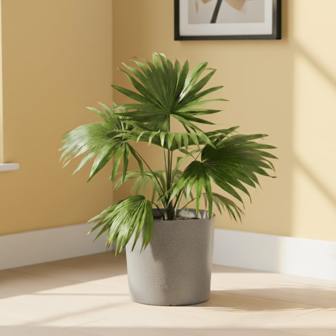 China Palm / Fan Palm  in 11 X 11 Inch Grey Premium Dochieo Fiberglass Planter - Durable large size decoratiive fiber pot for indoor outdoor plants with 5 year warranty