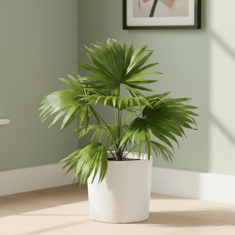 China Palm / Fan Palm  in 11 X 11 Inch White Premium Dochieo Fiberglass Planter - Durable large size decoratiive fiber pot for indoor outdoor plants with 5 year warranty